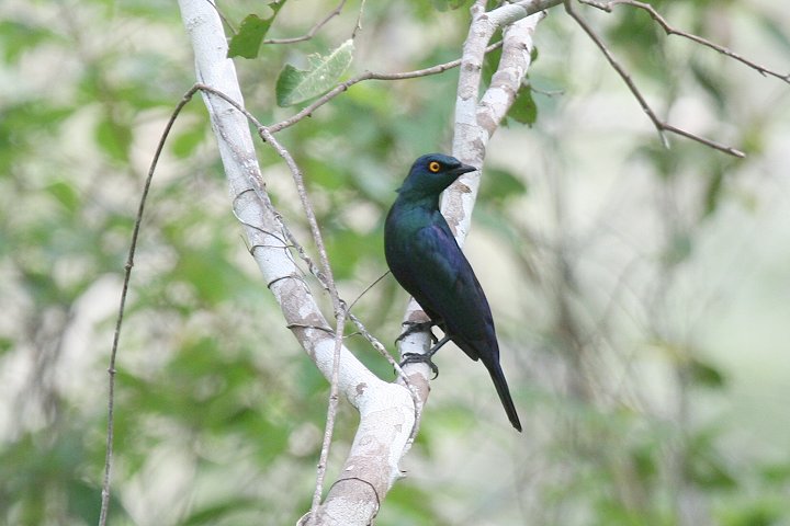 Black-bellied Starling