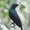 Black-bellied Starling NneN