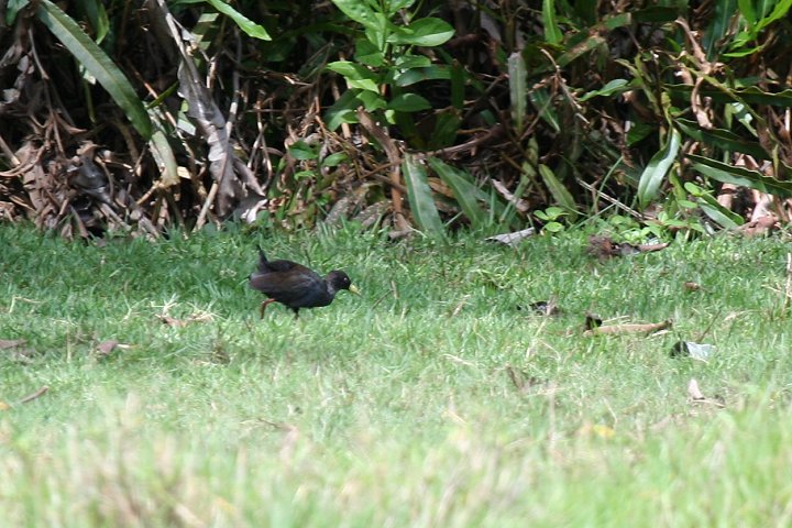 Black Crake