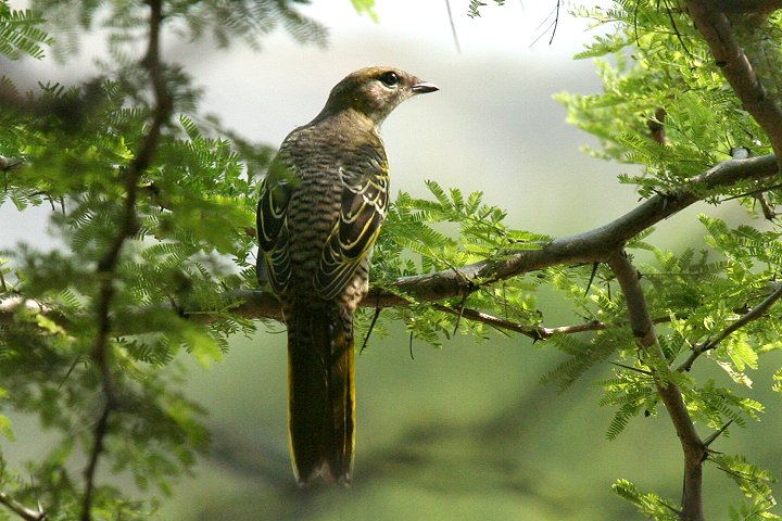 Black Cuckoo-shrike