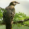 Black Cuckoo-shrike AtJNTVENC