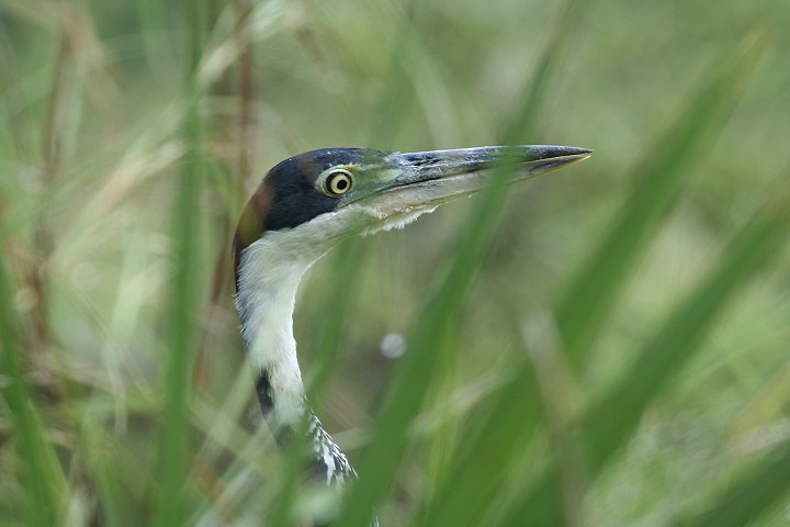 Black-headed Heron