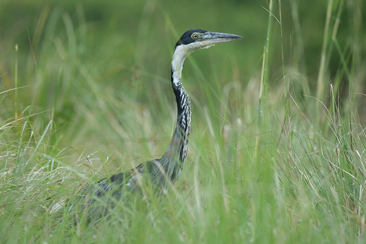 Black-headed Heron