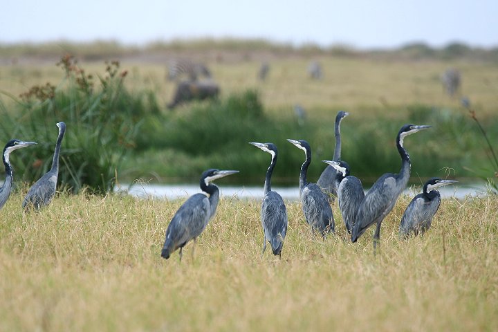 Black-headed Heron