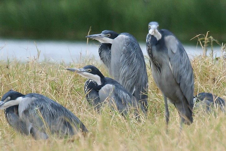 Black-headed Heron