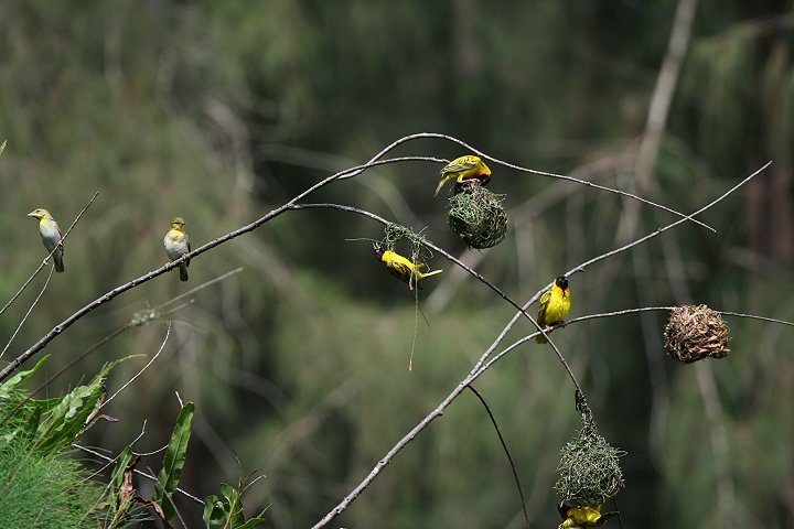 Black_headed Weaver