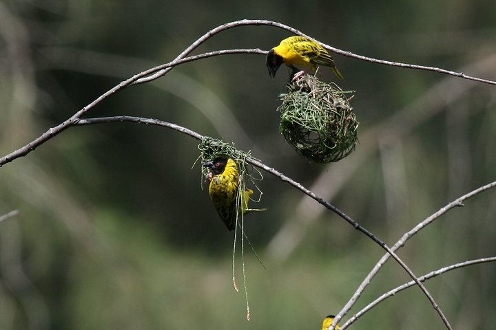 Black_headed Weaver