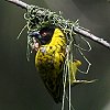 Black-headed Weaver YOn^I