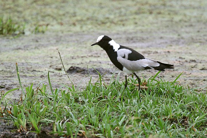 Blacksimith Lapwing