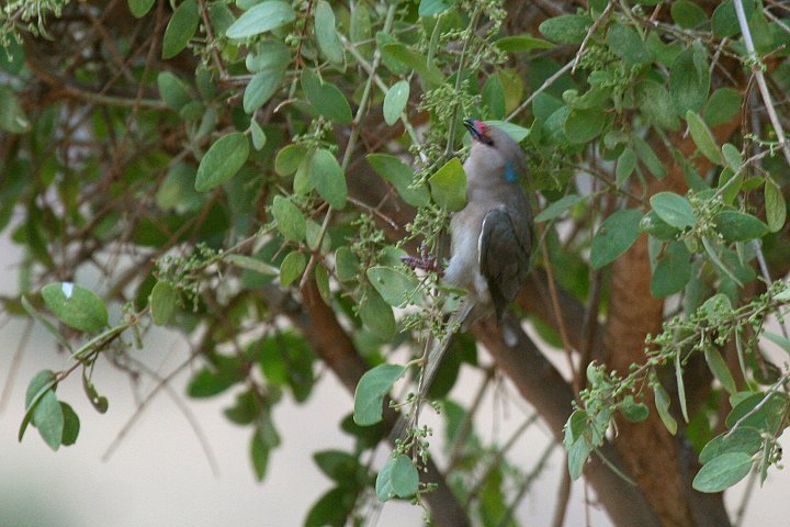 Blue-naped Mousebird