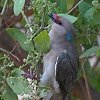 Blue-naped Mousebird AIGlY~h