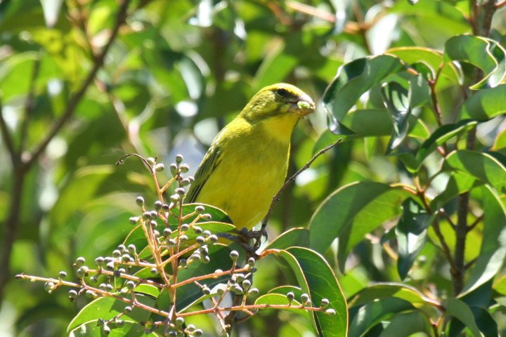 Brimstone Canary