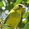 Brimstone Canary IIJiA