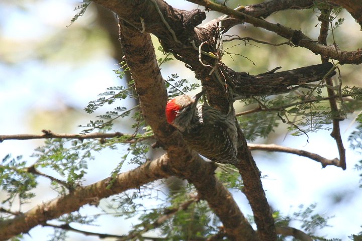 Cardinal Woodpecker