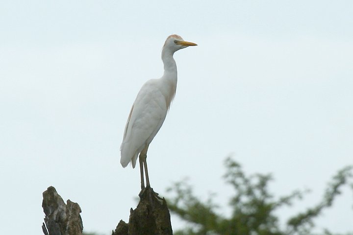 Cattle Heron