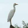 Cattle Egret@A}TM