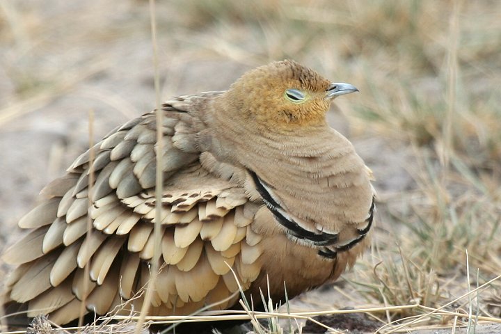 Chestnut-belied Sandgrouse