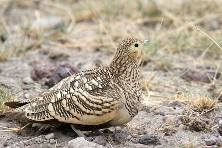 Chestnut-belied Sandgrouse