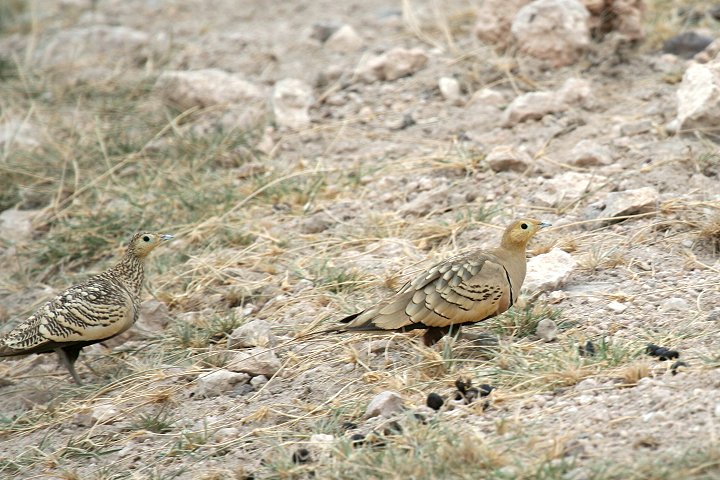 Chestnut-belied Sandgrouse