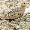 Chestnut-belied Sandgrouse `oTPC