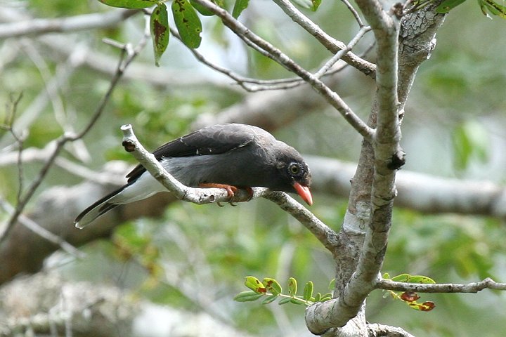 Chestnut-fronted Helmet-shrike