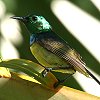 Collard Sunbird@LoRoV^CE`E