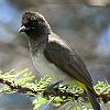 Common Bulbul AtJqh