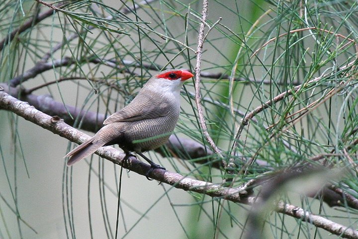 Common Waxbill