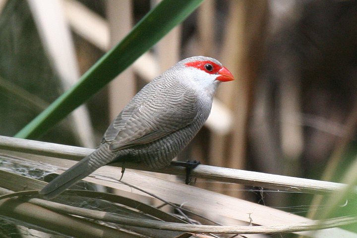 Common Waxbill