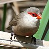 Common Waxbill IiKJGf`E