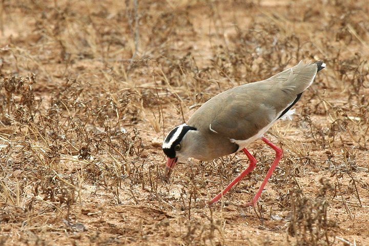 Crowend Lapwing