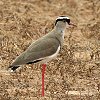 Crowend Lapwing IEJQ