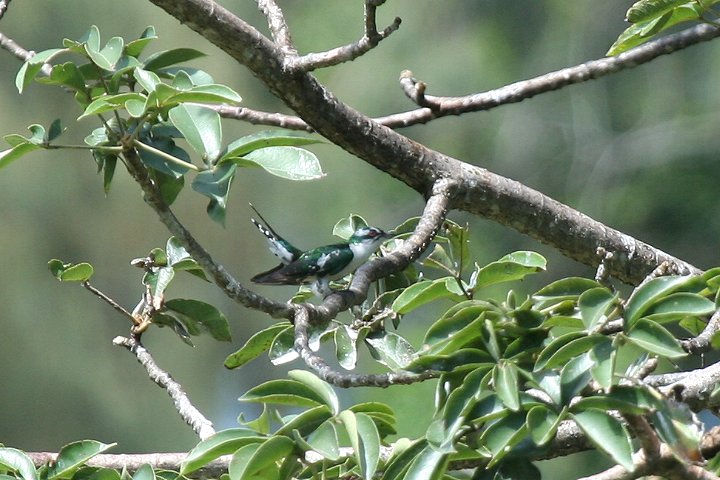 Diederik cuckoo