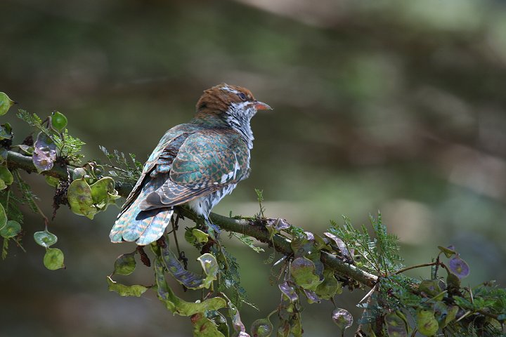 Diederik Cuckoo