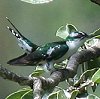 Diederik Cuckoo uY~hJbRE