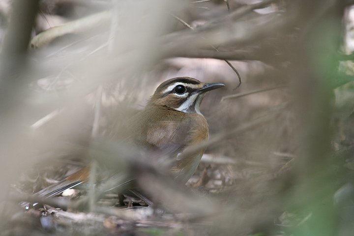 Eastern-bearded Scrub-Robin