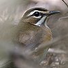 Eastern-bearded Scrub-Robin qKVnWuR}h