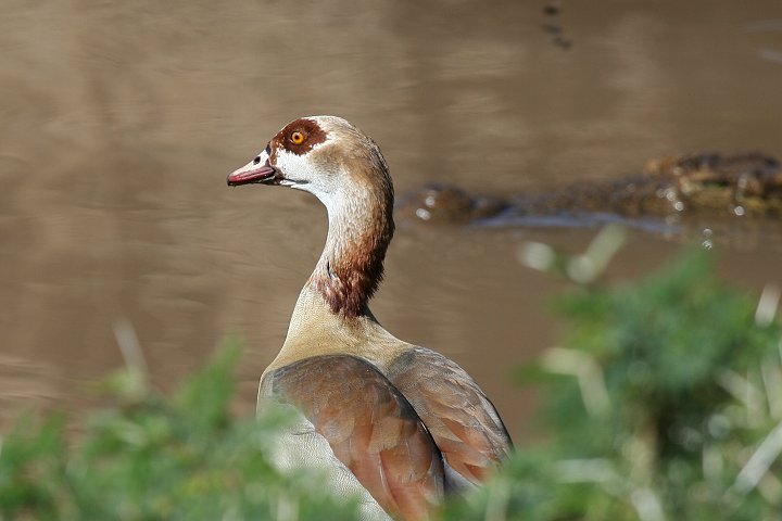 Egyptian Goose