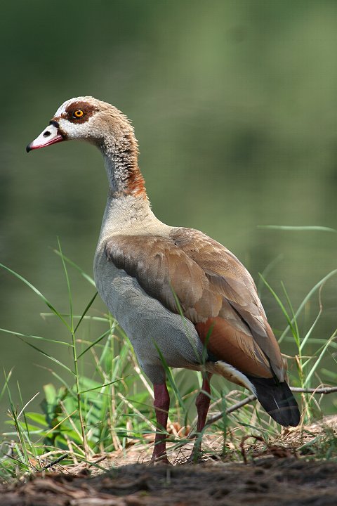 Egyptian Goose