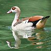 Egyptian Goose@GWvgK