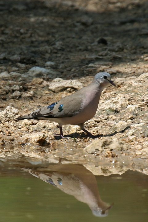 Emerald-spotted Wood-Dove