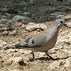 Emerald-spotted Wood-Dove ~h}_og