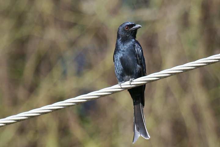 Fork-tailed Drongo