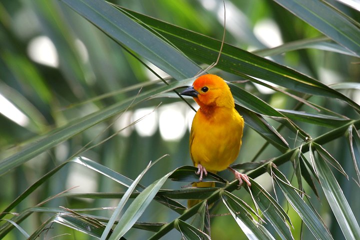 Golden Palm Weaver