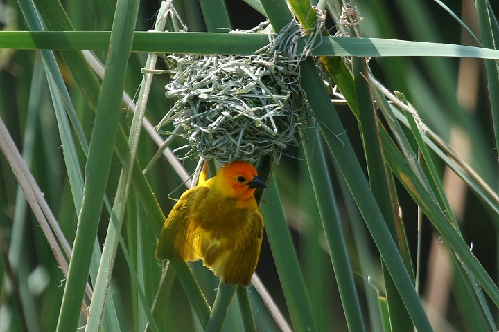 Golden Palm Weaver