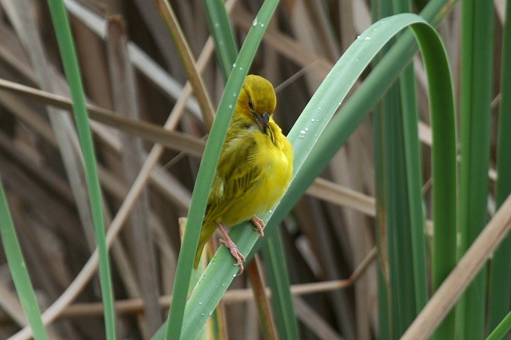 Golden Palm Weaver