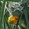 Golden Palm Weaver IESVn^I