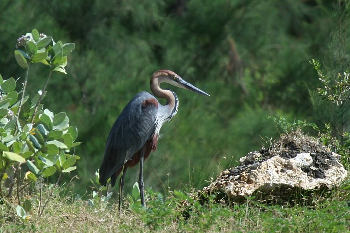 Goliath Heron