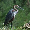 Goliath Heron@IjAITM