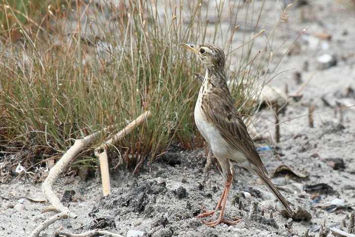 Grassland Pipit